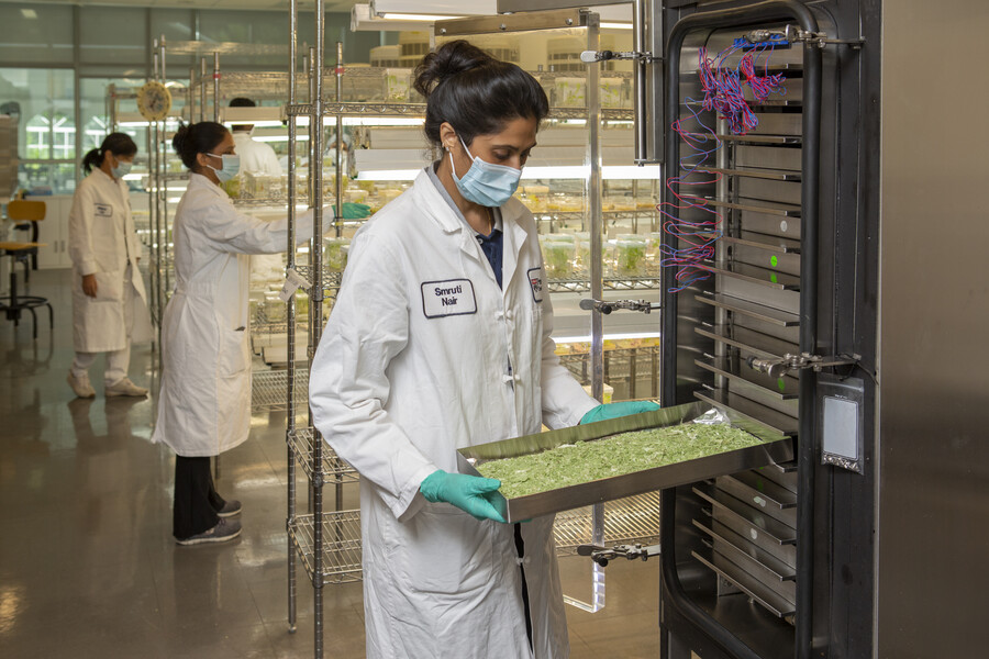 Scientist in lab coat puts a tray containing plant material in a machine, as two others work behind