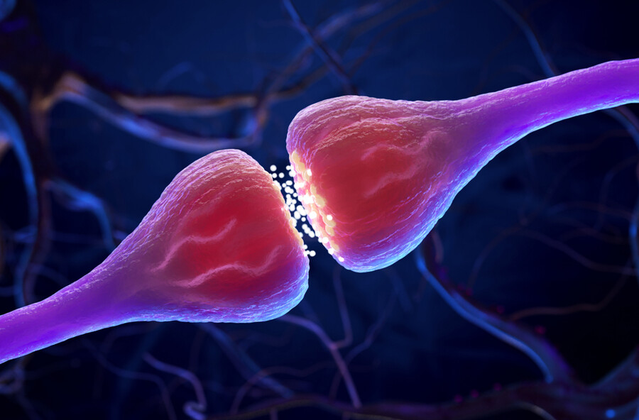 Microscopic view of two synapses.