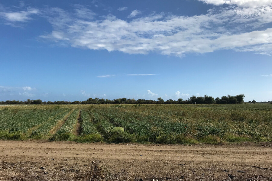 A field in southern Puerto Rico just outside Ponce.