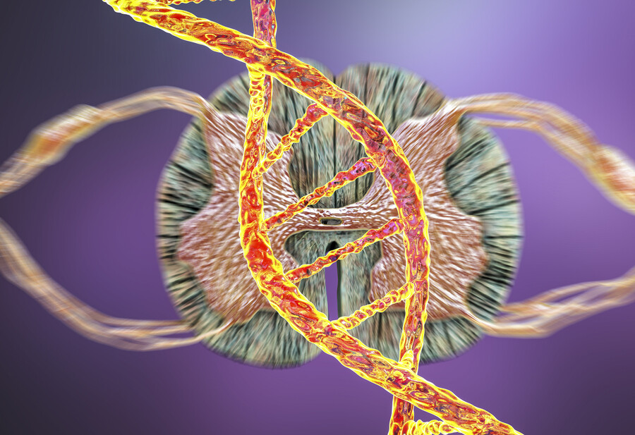 Microscopic rendering of spinal DNA.