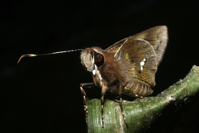 skipper butterfly 2 skipper butterfly 2
