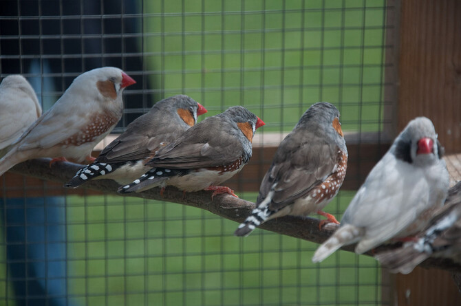 Zebra Finches Zebra Finches