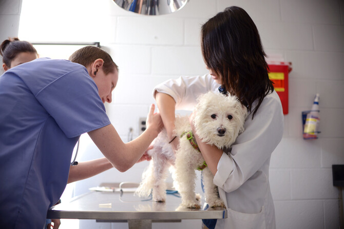 Dog getting a shot Dog getting a shot