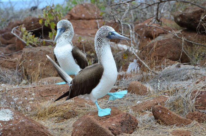 Galapagos_Blue-footedBoobies.jpg