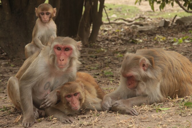 Macaque females