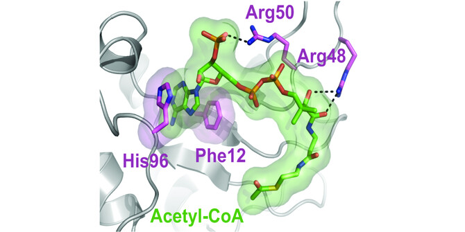 hnRNPA2 protein structure hnRNPA2 protein structure