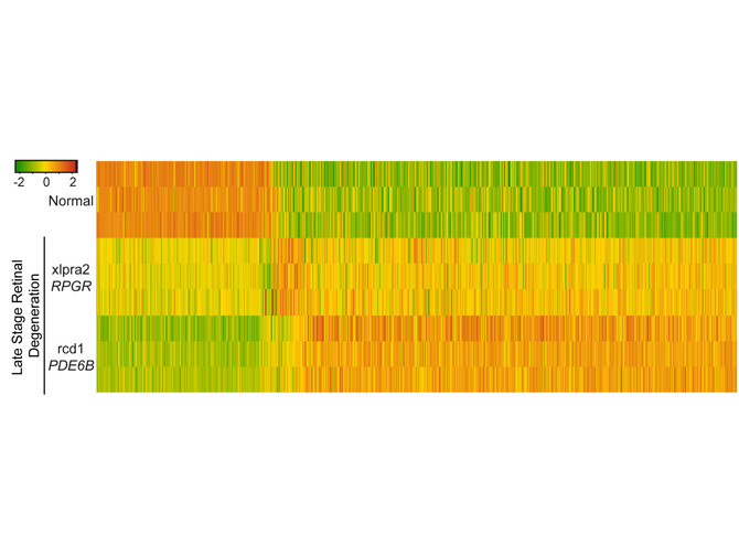 blindness heat map blindness heat map