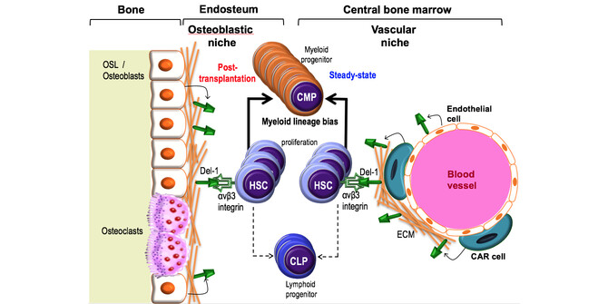 Del-1 and bone marrow Del-1 and bone marrow