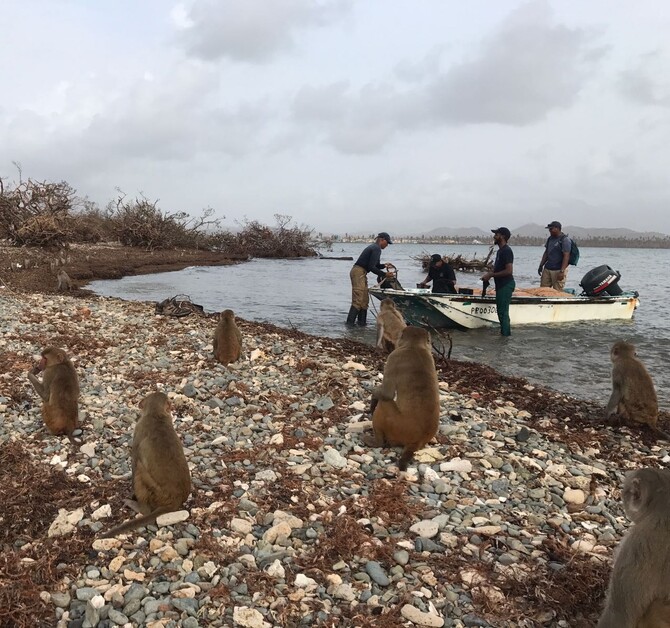 Hurricane Maria hit the Puerto Rican island of Cayo Santiago, home to the world’s longest-running primate-research site. Hurricane Maria and Cayo Santiago