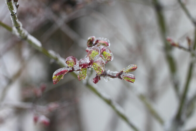 Cherry blossom Cherry blossom