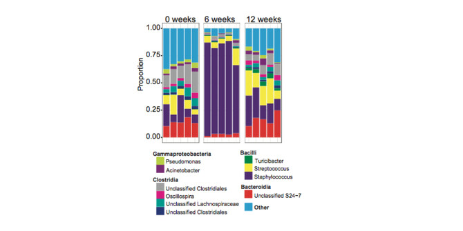 Microbiome abundance Microbiome abundance