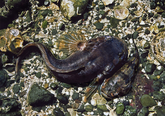 Midshipman Rome fish Midshipman Rome fish