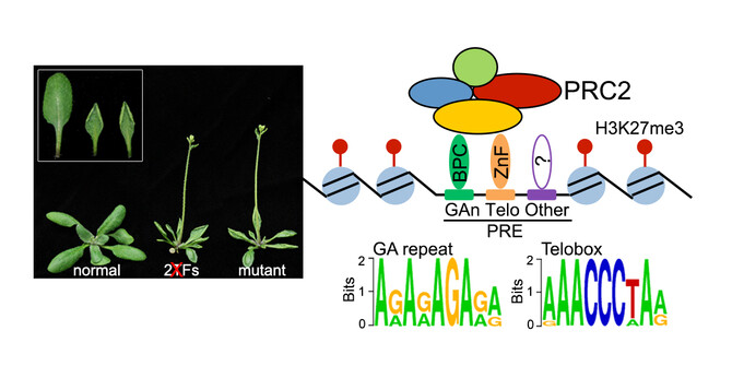 Plant genetics Plant genetics