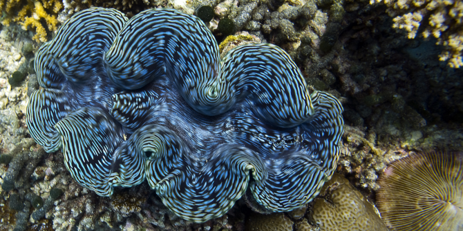 giant clam eyes