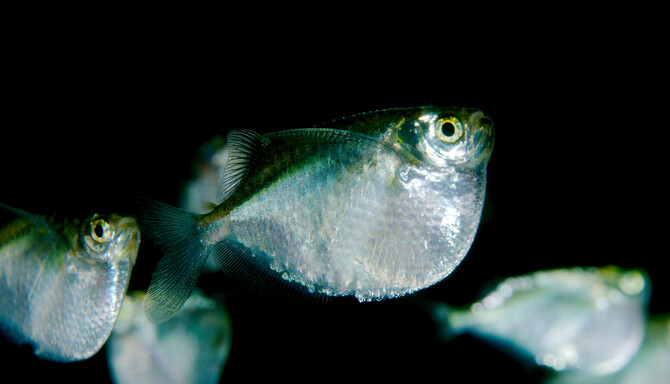 midwater midwater