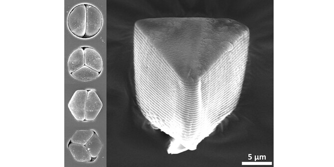 microbomb 1200x600.jpg microbomb 1200x600.jpg