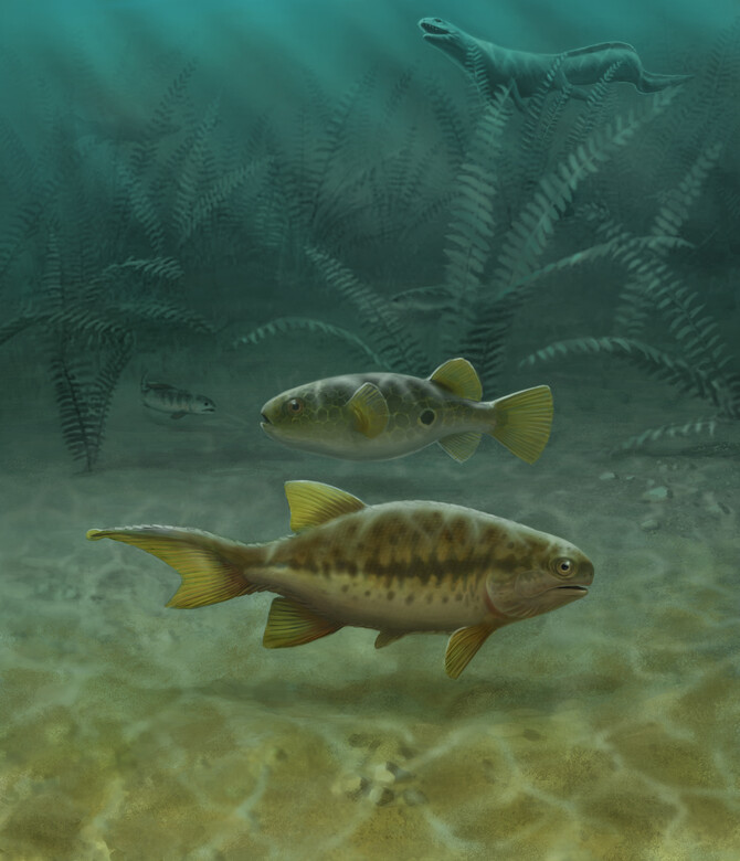 Fish Fossils Reveal How Tails Evolved, Penn Professor Finds