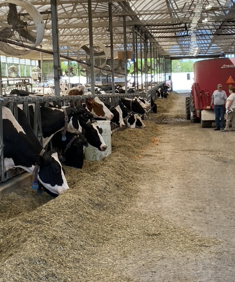 Cows eating inside a working farm.