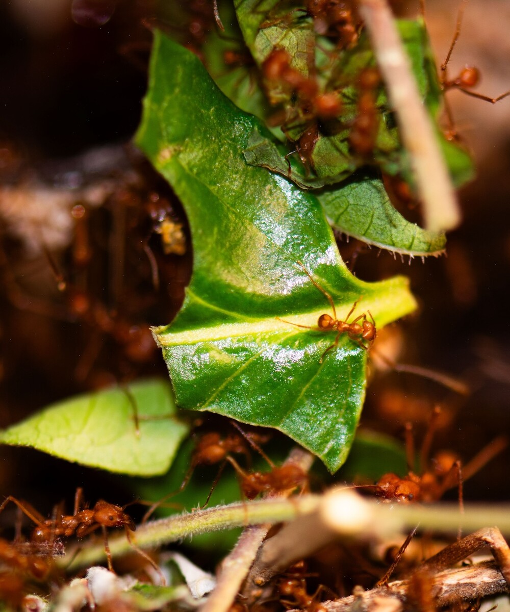 Leafcutter ants moving around a bright green leaf.