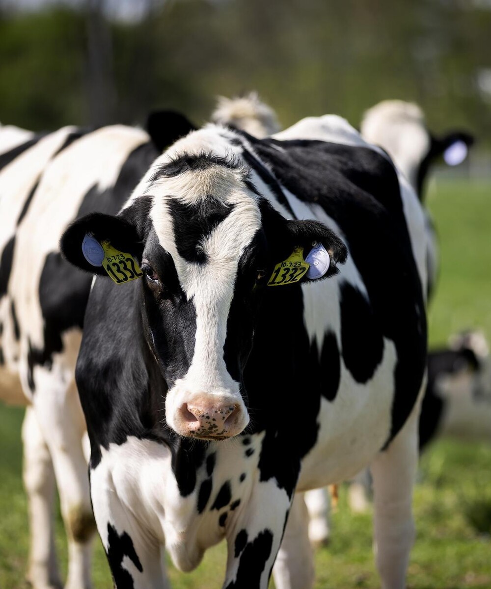 A cow in a field with ear tags.