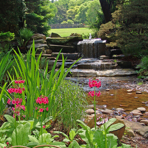 Morris Arboretum plants and stream looking into a field of green.