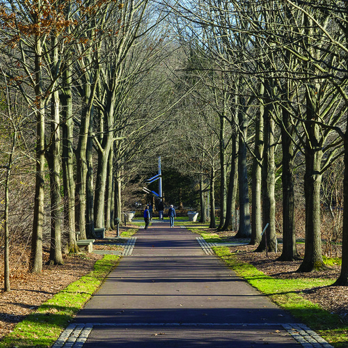 A path surrounded by leafless trees at Morris Arboretum