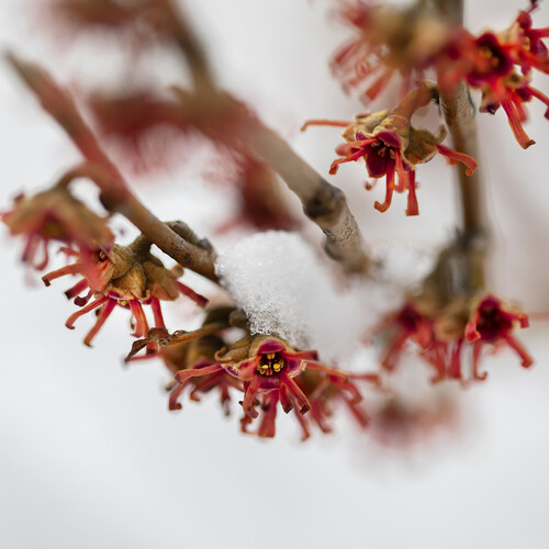 Red witchhazel with snow