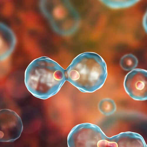 one microscopic cell dividing into two cells
