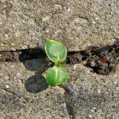 A close up of a plant growing from the cracks of a cement sidewalk. 