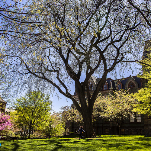 treaty elm tree in front of college hall