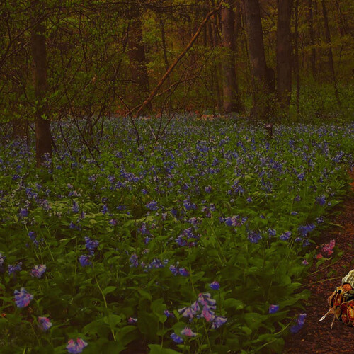 Wildflowers in forest 