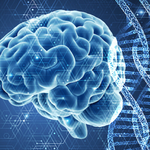 image of brain.