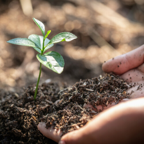 Planting a sprout in the soil. 