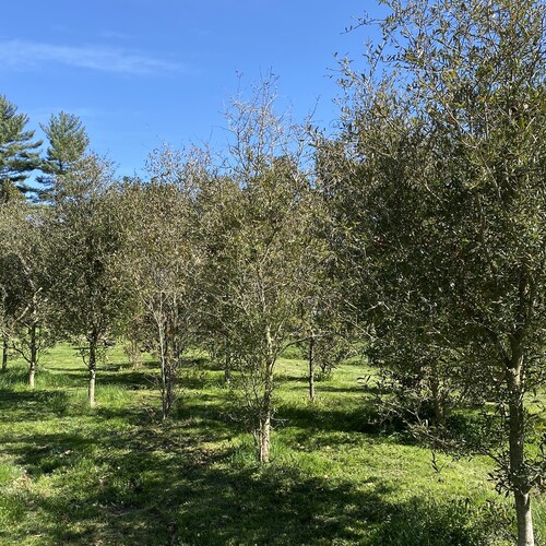 A row of deciduous trees in grass
