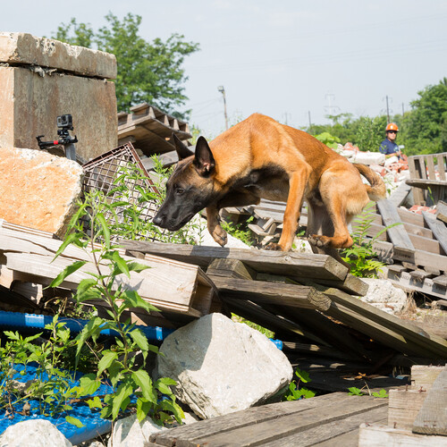 penn working dog climbing through rubble