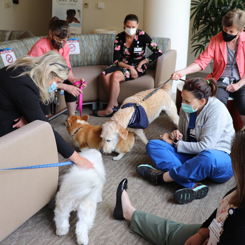Three therapy dogs in a room at Chester County Hospital with medical personnel.