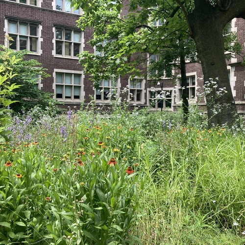 Flowers bloom in front of a campus building and mature tree