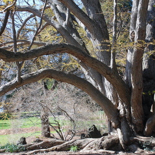 A many-trunked katsura tree on the Morris Arboretum grounds in spring