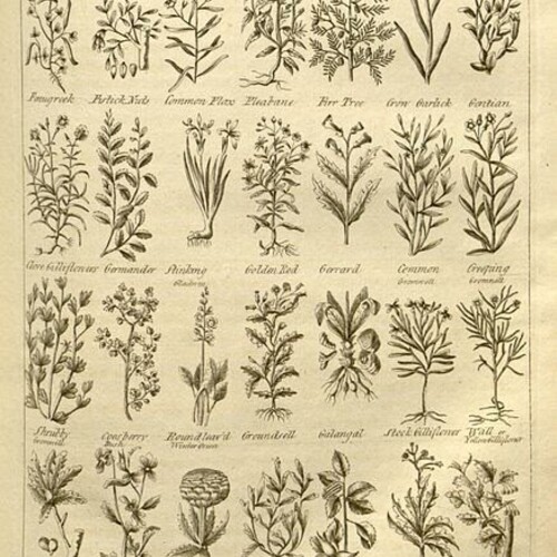 Colonial-era depictions of herbs on paper.