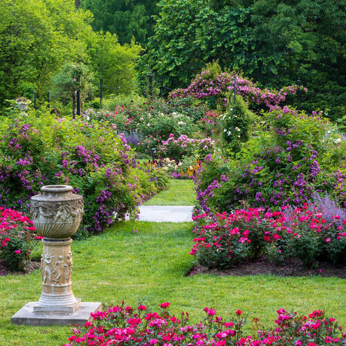 Rose garden view with ornamental planters.