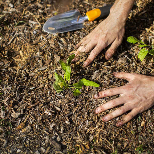 A person planting a shoot in the soil at Penn Farm.