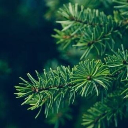 A conifer up close with its needles.