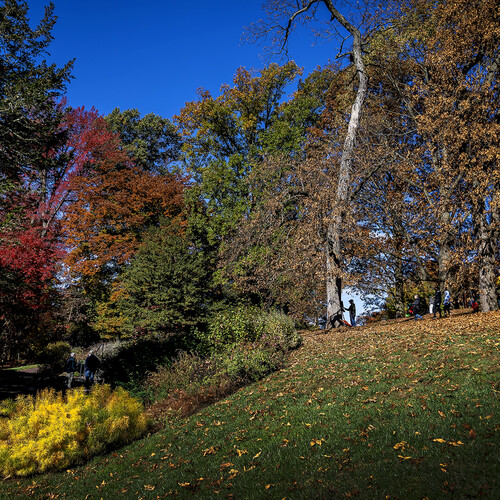 hillside in morris arboretum