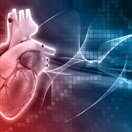 A model of a heart