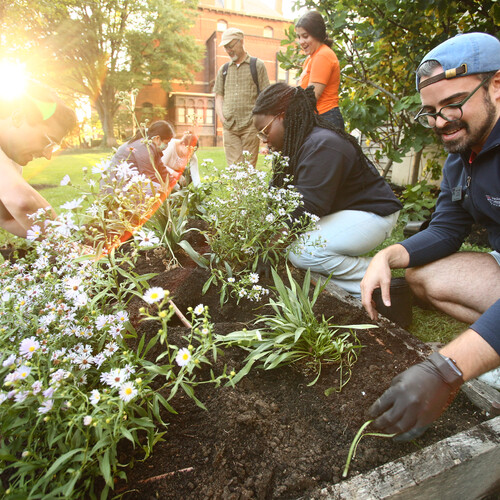 Volunteers planting asters on Penn’s campus.