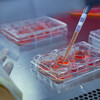 pipette and sample tray