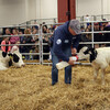 farm show feeding milk to new calf