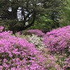 Bright pink azalea bushes in bloom