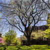 treaty elm tree in front of college hall