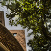 magnolia tree juxtaposed with building